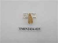 藏品(雙線苔蛾)的圖片